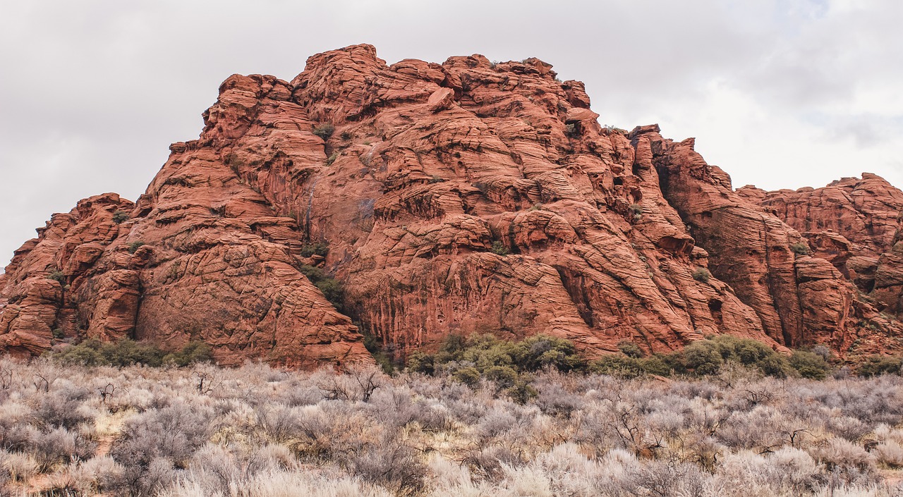 Exploring the Unique Flora of the Desert Southwest